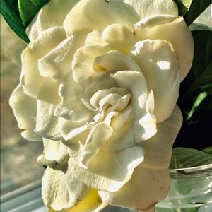 Meet your Posher, Abigail